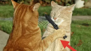 TOP 10 CAT FIGHTS/ топ 10 кошачьих боев