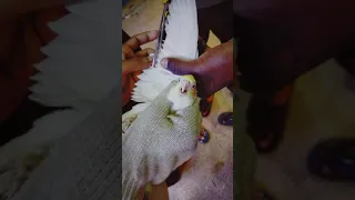 cockatiel wings trimming