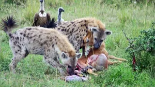 Half eaten impala tries escaping hyenas