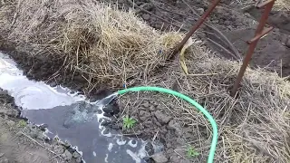 15 04 2021 Виноград открыл, заливаю водой