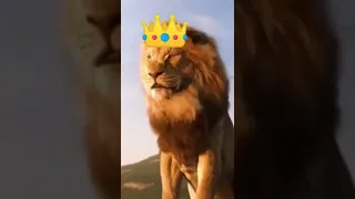 Lion Vs Tiger (debate)