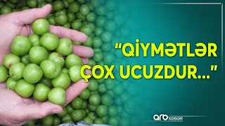 Rayonlarda meyvə yığımı başladı, amma...- Fermerlər mövcud vəziyyətdən narazıdır