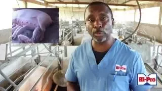 Reducing Piglet mortality