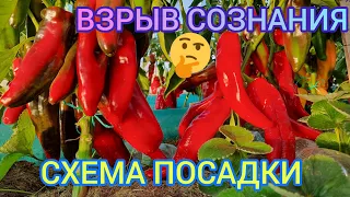 НЕОРДИНАРНАЯ СХЕМА ПОСАДКИ. РАССТОЯНИЕ МЕЖДУ РАСТЕНИЯМИ ПЕРЦА И ТОМАТОВ В ТЕПЛИЦЕ. ПОЛУЧАЕМ БОЛЬШЕ!