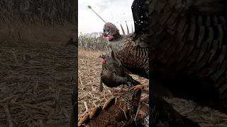 Insane Turkey Archery Shot by Josh Bowmar! #shorts #turkey #archery #accuracy