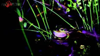 Litoria aurea - the green and golden bell frog