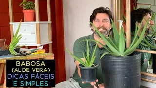 Babosa (Aloe Vera): Dicas Fáceis e Simples