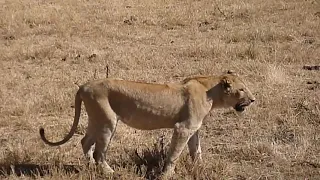 The Greatest Battle inside The Ngorongoro Crater (Lion vs Buffalo) FULL HD