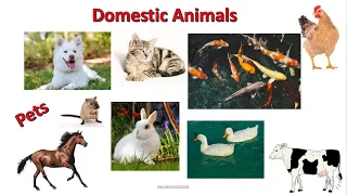 UKG| LKG Lesson 5 | Domestic Animals| how to teach Domestic Animals to kids | Preschool lessons |