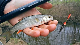 Floating Fishing - Fishing roach and dace for a float