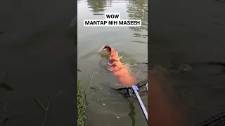 Mancing mania mantap dapet ikan besar