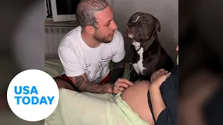 Dog listens to baby belly and covers mom with kisses | USA TODAY