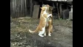 Кот и Пёс - друзья навсегда! / Cat and Dog - Friends Forever!