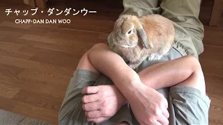 甘えすぎるウサギ(チャップ・ダンダンウー)　Too too dependent rabbit