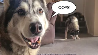 Husky gets told to remember one simple thing! And this happens 🙈