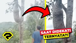 DIKIRA BATANG POHON!! NAMUN SETELAH DIDEKATI TERNYATA MENGERIKAN!! ISINYA MANUSIA?! 😱