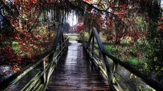 Heavy Rain at the Wooden Bridge Morning Pure Summer RAIN For Sleep and Anxiety Study Sounds