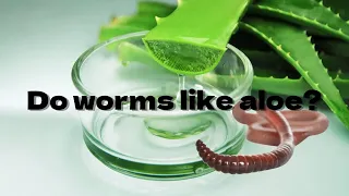 Do earthworms like aloe? #timelapse #vermicompost #science
