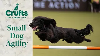 Pocket Rocket Pups 🚀 The Best of Small Dog Agility at Crufts