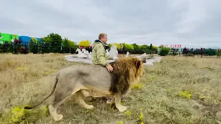 Как вожак львов ПОСТРОИЛ МОЛОДЫХ ЛЬВОВ!