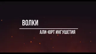 Охота на волка Ингушетия Али-Юрт долина волков....