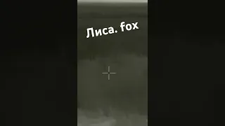 Охота на лису (регулирование численности) fox hunting