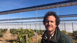 First avocados in the world grown in retractable flat roof cooling house in Australia