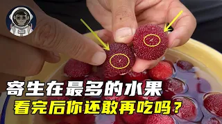 寄生虫最多的五种水果，看完后你还敢吃吗？