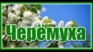 "Под окном черёмуха колышется, распуская лепестки свои..."  Красивая и душевная песня. Послушайте!