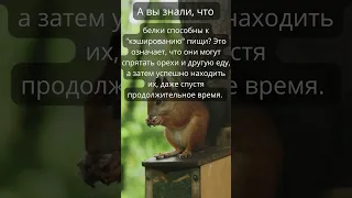 Факт про Белок  #shortsvideo #shortvideo #youtubeshorts #shorts #youtubeshorts