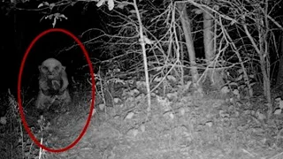 5 Goblins Caught on Camera