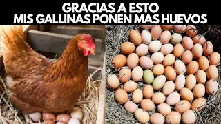 Las Gallinas Ponen MAS HUEVOS Sin Hormonas Gracias A Esto 🐓🥚