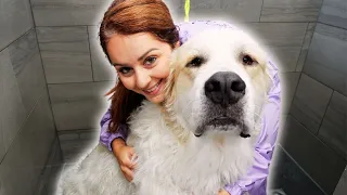 I tried to CATCH a 150lbs dog 🤦‍♀️ | Great Pyrenees