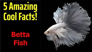 5 Fascinating Facts About Betta Fish