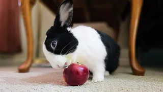 Waking a sleeping rabbit with an apple