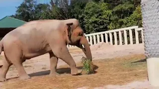 Kaavan Today 2021 | He Feeling Good And Enjoy!