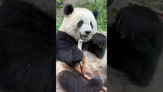 It tastes so delicious! Panda eating bamboo is so cute