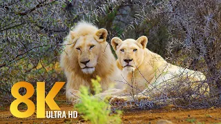 Amazing Wildlife of Sanbona Wildlife Reserve - 8K Relaxation Film & Sounds of Africa