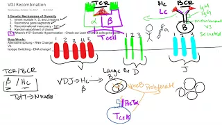 T cell B Cell Development Recap