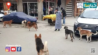 قطعان من الكلاب الضـ الة تجوب شوارع المدينة العتيقة سلا