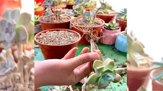 Mẹo Vặt: Cách Nhân Giống Sen Đá Đơn Giản Chỉ Tiết. Ươm Mầm Sen Đá #suculentas@creativegardening99