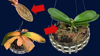 Miraculously with just this 1 leaf you will easily revive any rotten orchid