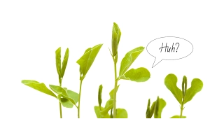 Intelligent Plants! Are Plants Conscious? Plants can Learn Like Humans