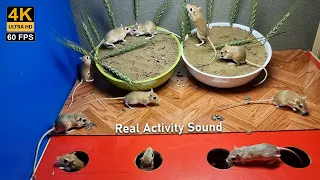Cat TV: Mice Hide and Seek, Playing, and Eating Wheat Bunch with mouse in Jerry hole Fun 4K 60 FPS