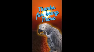 African Grey “Gizmo” thanks his owners for being there ❤️🐦 #africangrey #talkingparrot #shorts