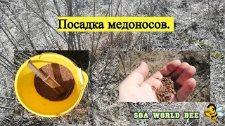 Посадка медоносов.