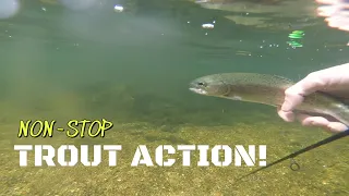 NON-STOP Trout Action in the DESERT?!