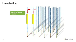 Learn about Illumina's Next-Generation Sequencing Workflow