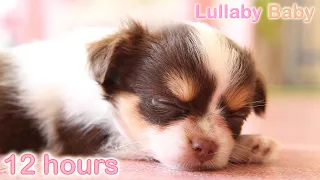 ☆ 12 HOURS ☆ Puppy Sleeping Music ♫ ☆ RELAXING MUSIC ☆ Sleep music for dogs ♫ Calm Dog