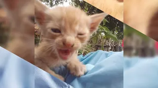 Gatinho e Gatinhas com 1 mês e um dia 19,10,2021